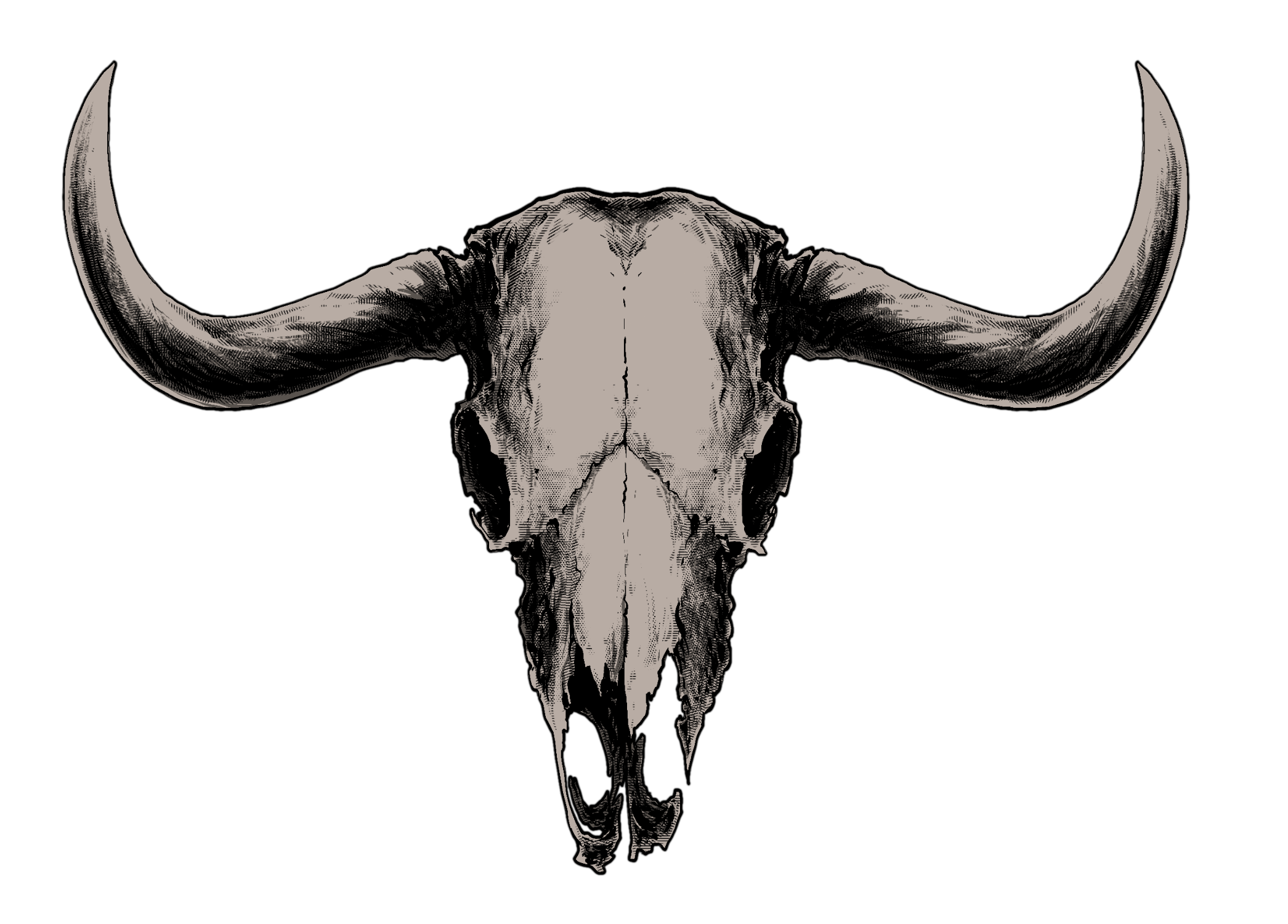 Bull skull graphic